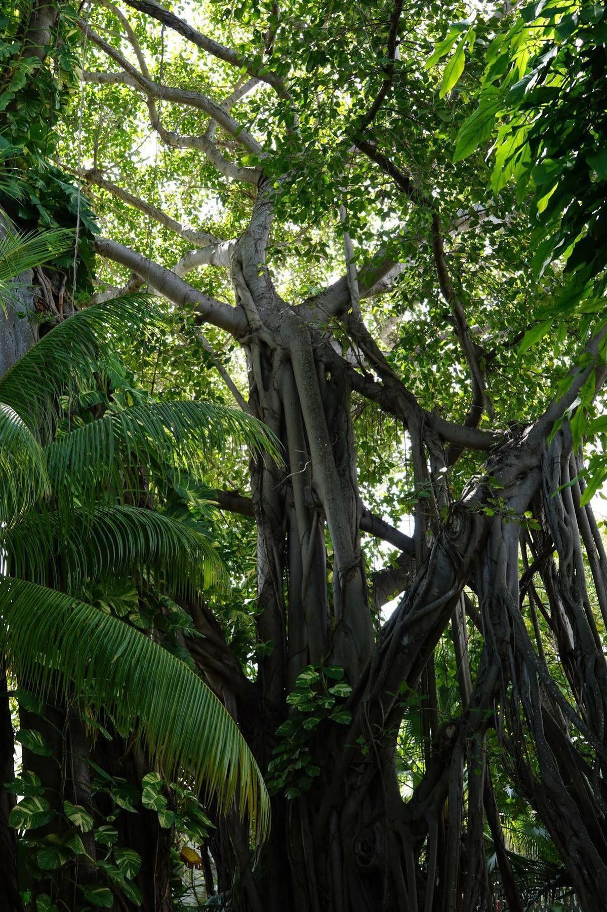 The Banyan Resort Key West Buitenkant foto